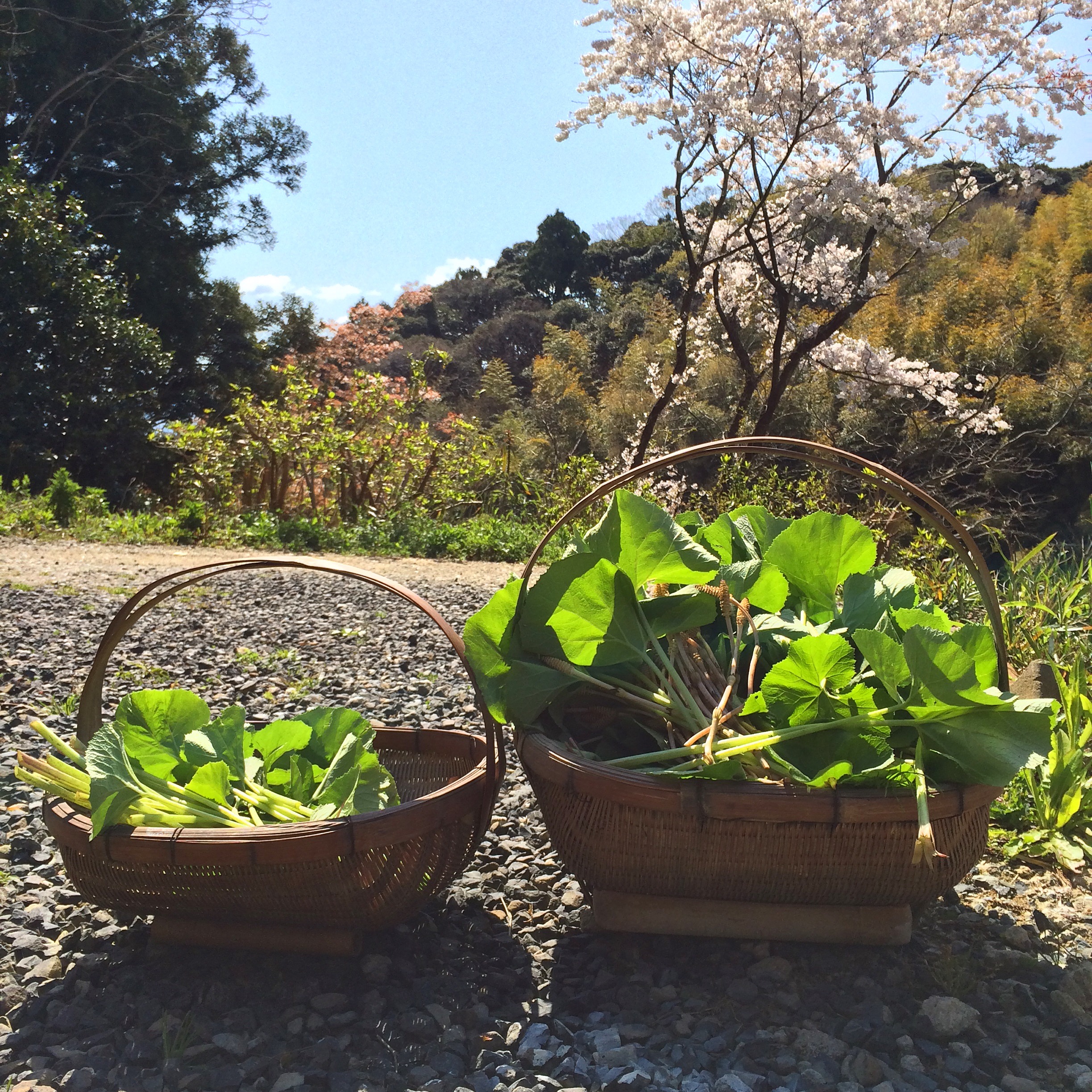 おいしい自然 土筆に水蕗 ヨモギにスギナ 野草いただきます 出雲で暮らす 空き家のリノベを出雲市 松江市で