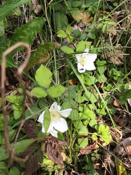 花に集う虫