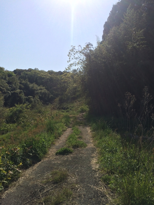 草を払ってとりあえず通れるようになった道