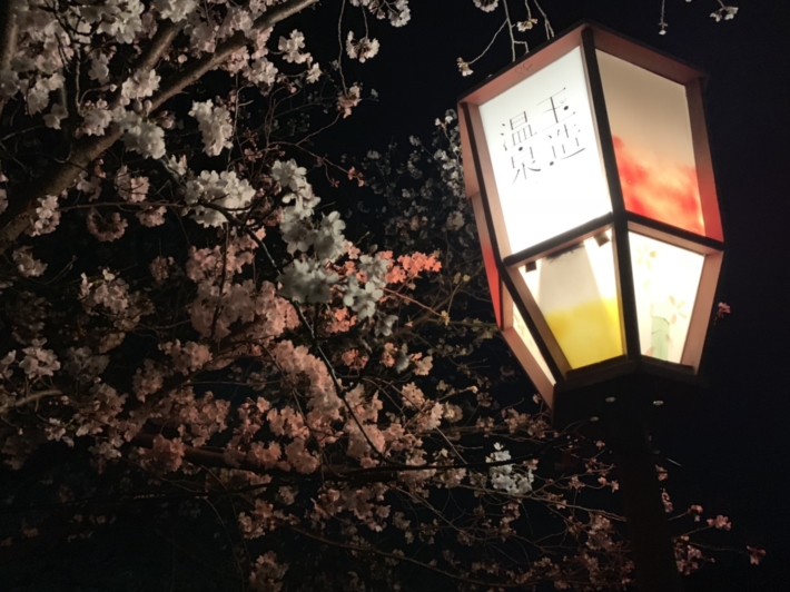 ライトアップされる玉造の桜たち
