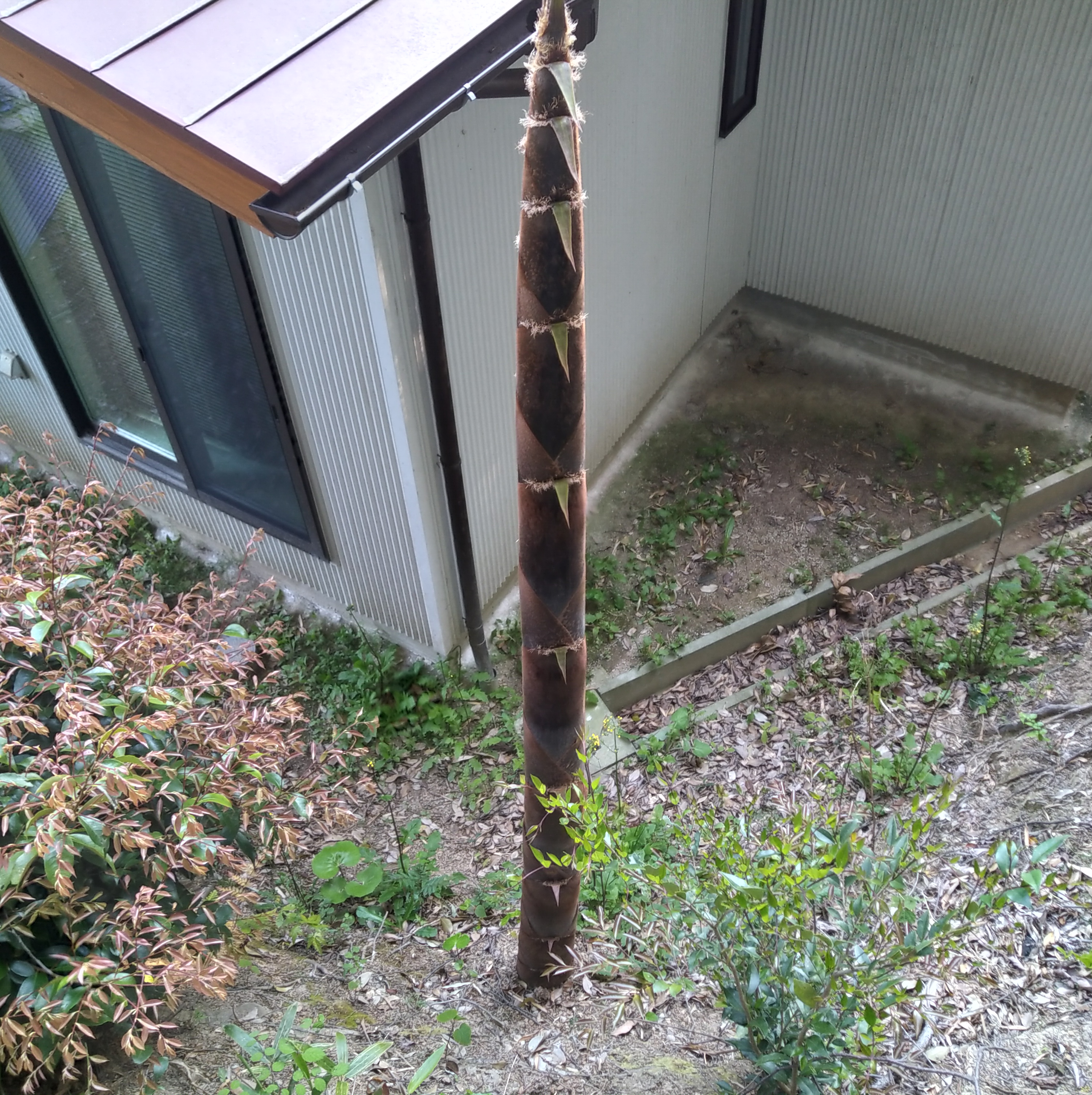 タケノコの竹害から住宅の敷地を守る技法。竹の地下茎の処理方法を紹介