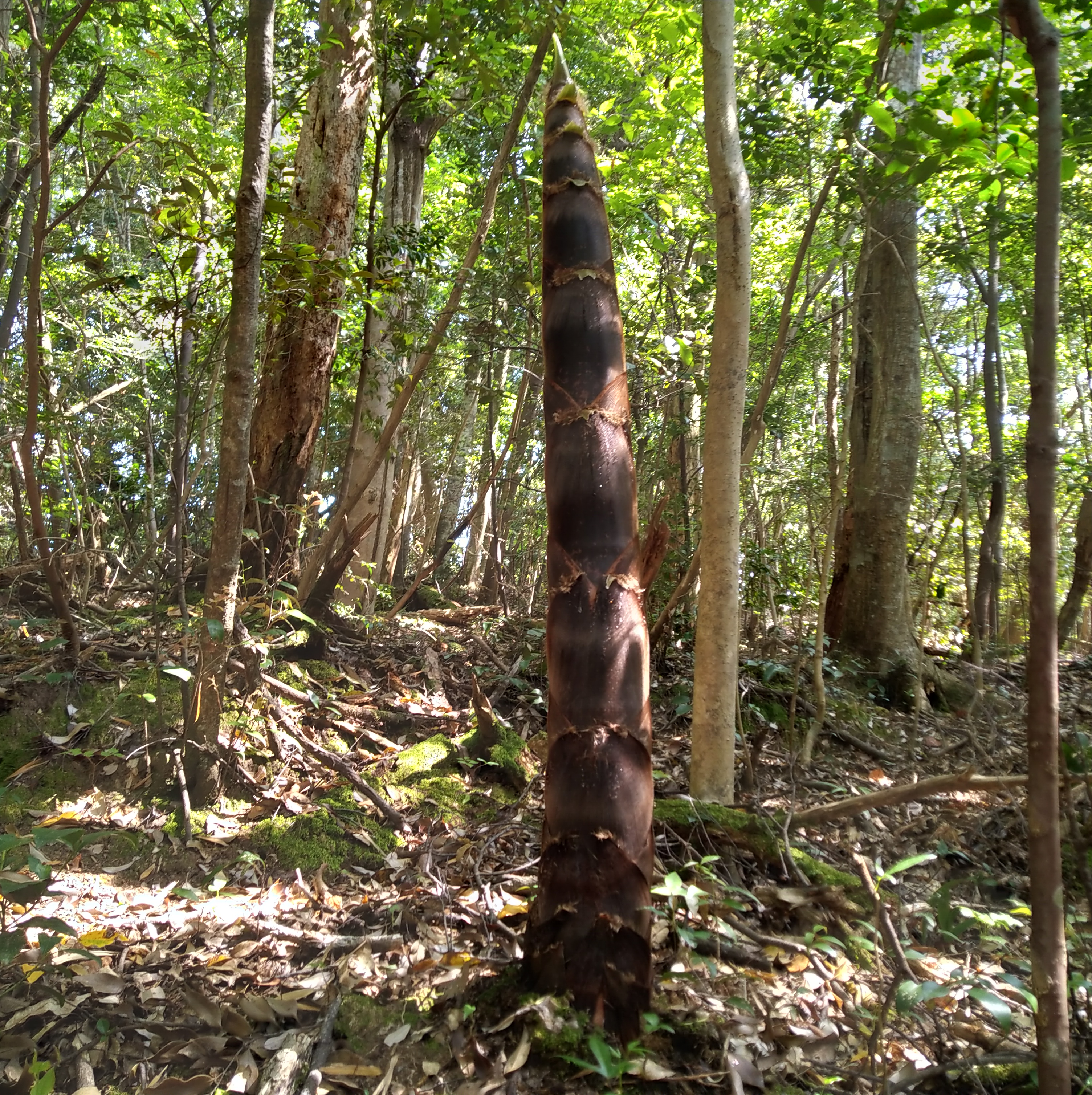 タケノコを採るために、タケノコを蹴り倒す | 出雲で暮らす【里山古民家】