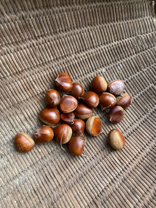かごと栗