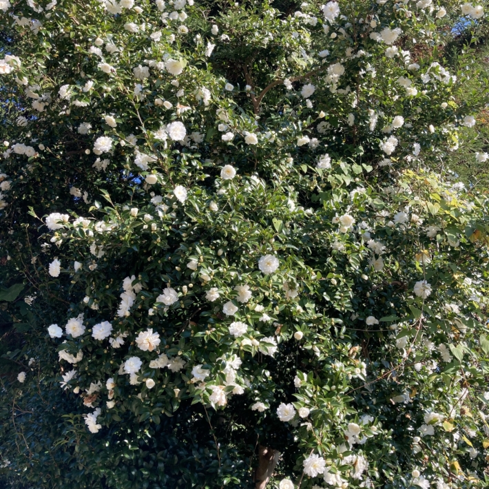 庭の山茶花